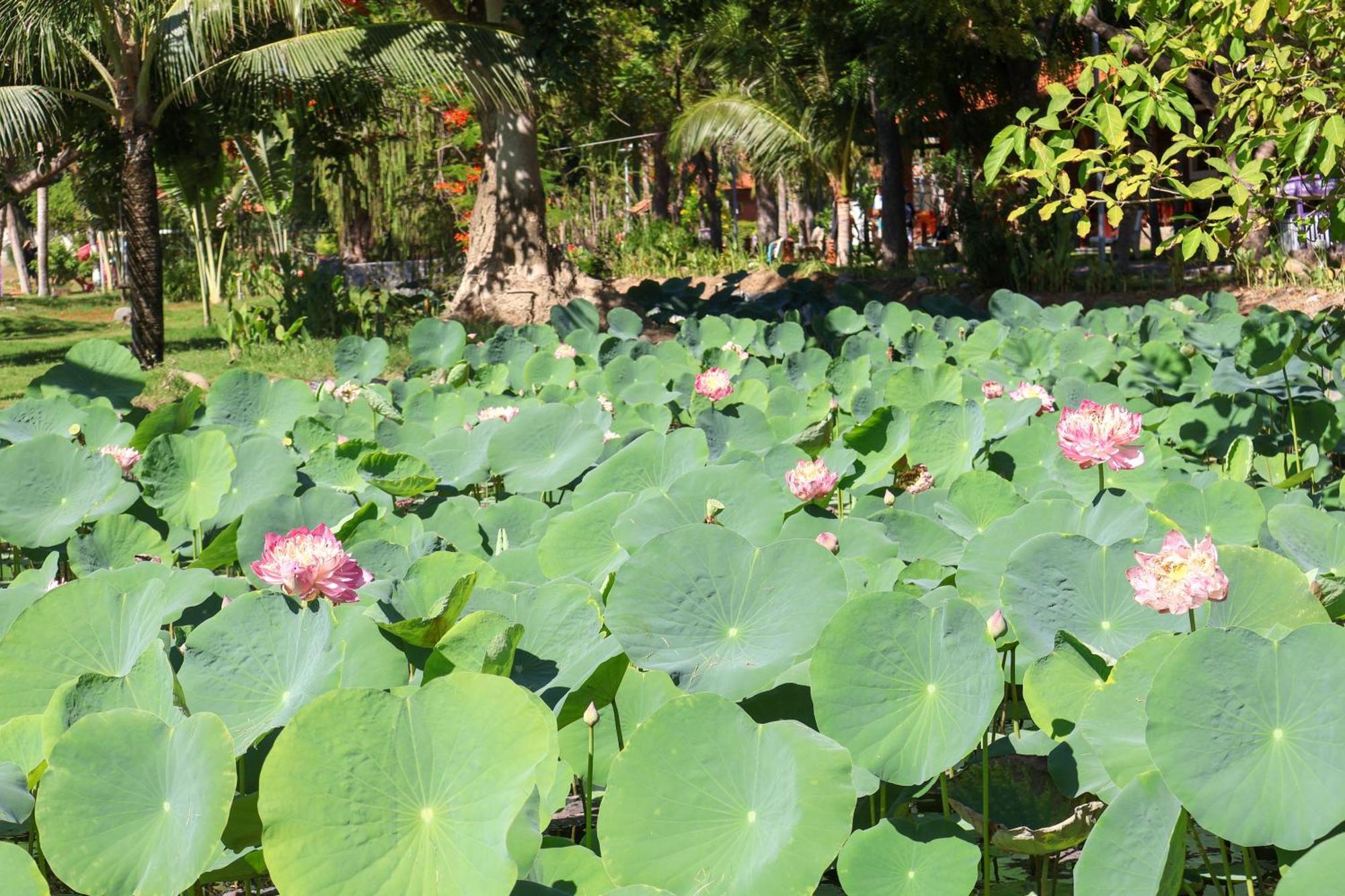Ttc Resort Ninh Thuan - Unlimited Access To Water Park Phan Rang-Tháp Chàm Zewnętrze zdjęcie